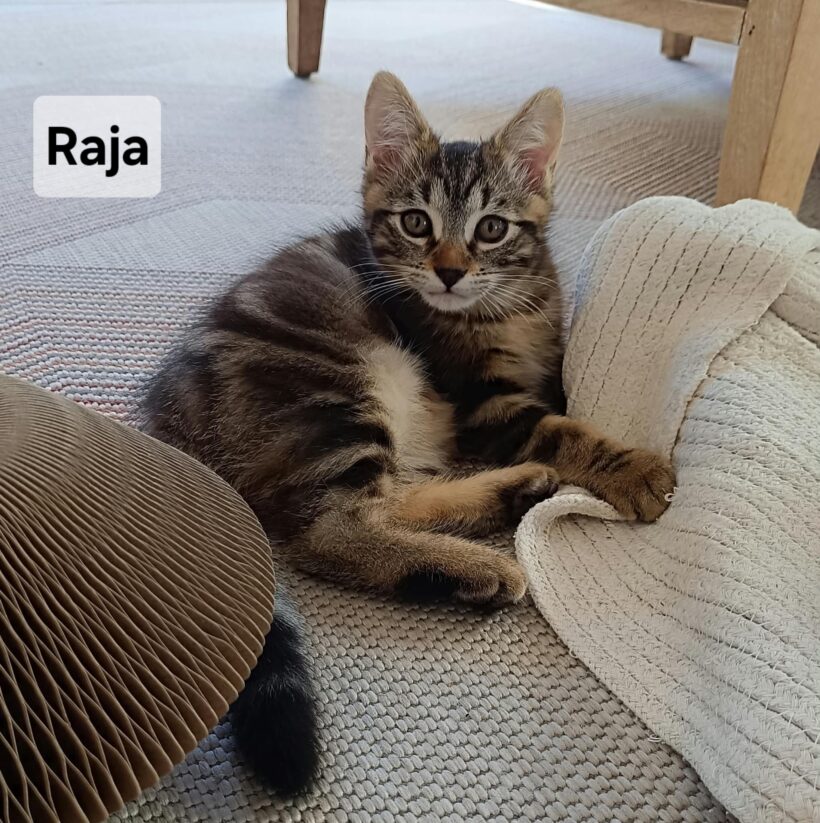RAJAH est réservé