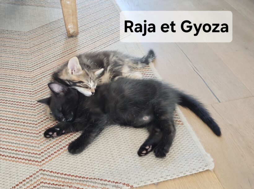 GYOZA est réservé GYOZA est réservé