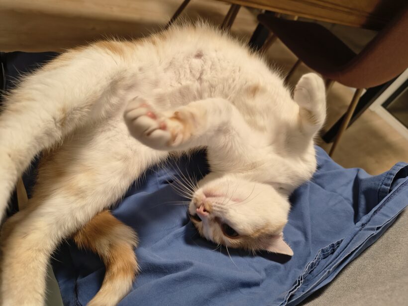 TOMMY