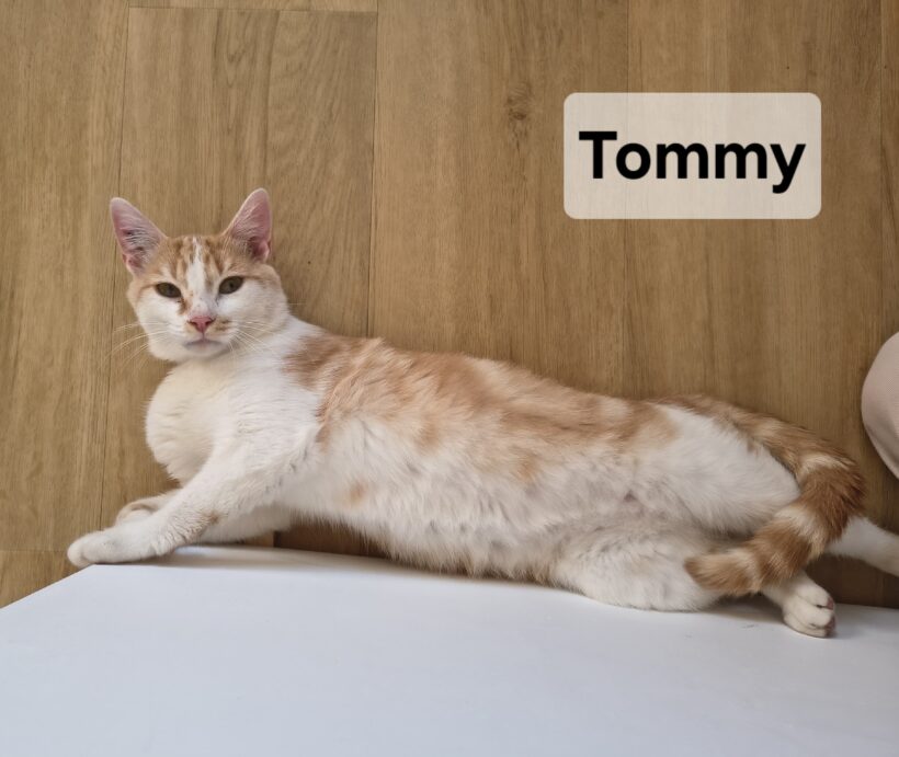 TOMMY