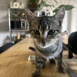 ZILLY