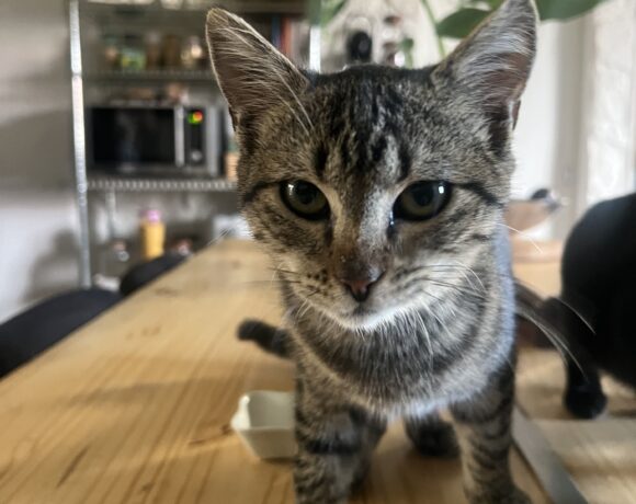 ZILLY